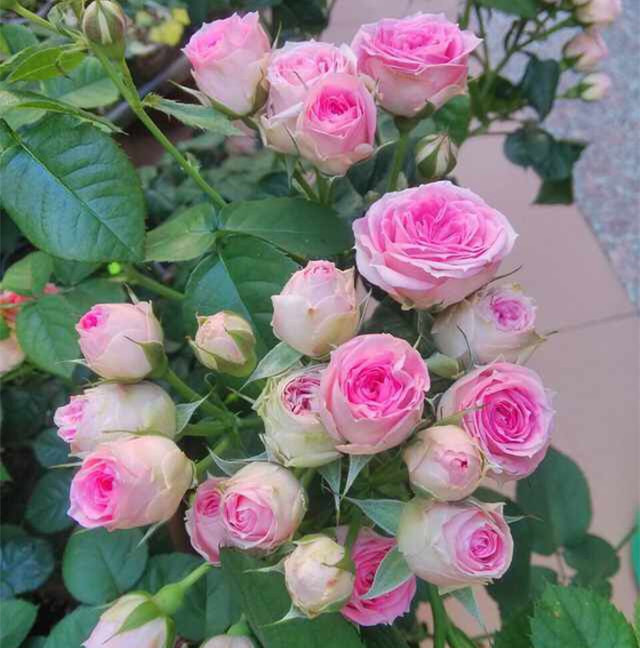 浅粉色多头 超感 灌木勤花月季花 推荐品种花量巨多 小包子