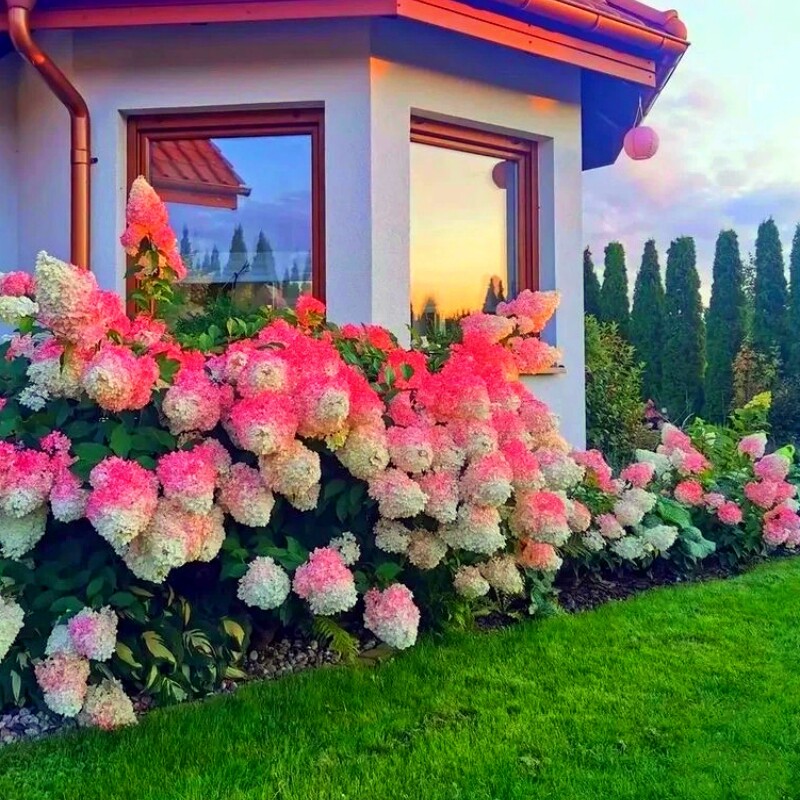 圆锥绣球香草草莓石灰灯北极熊夏日美人绣球花苗耐寒耐晒盆栽植物