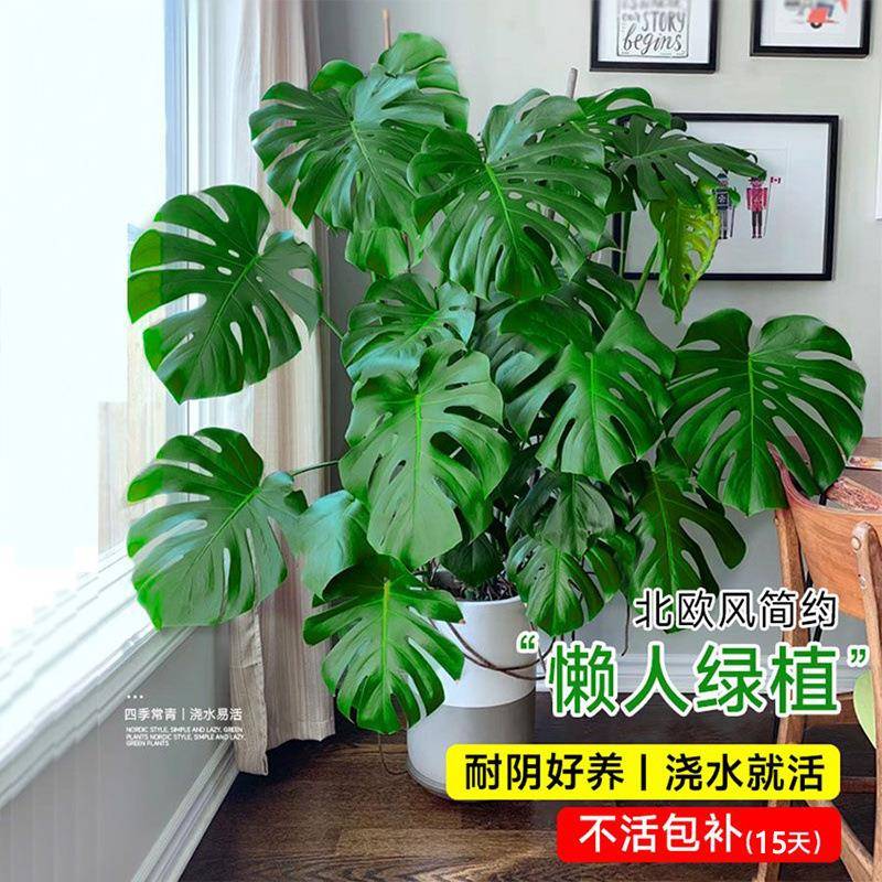 龟背竹大型特大号老桩丛生室内外客厅卧室绿植落地盆栽懒人绿植厂图片