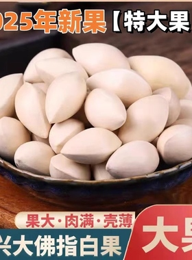 2025年新果特大白果新鲜白果泰兴银杏果带壳生的饱满不漂白3斤