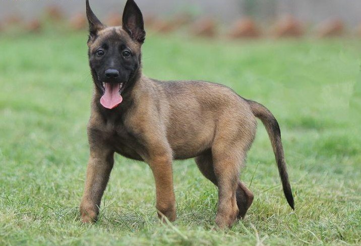 纯种血统马犬幼犬比利时马犬警犬护卫犬大骨架中型犬