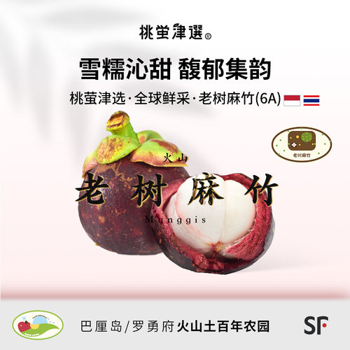 50年老树火山山竹！印尼老树麻竹