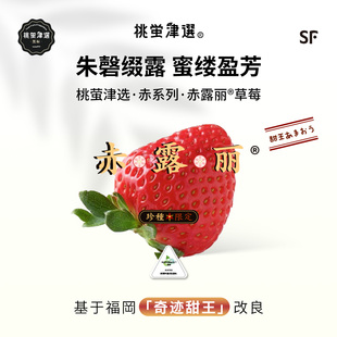 稀!桃萤津选 赤露丽®草莓 奇迹甘美 日引'福冈甜王'改良 礼盒SF