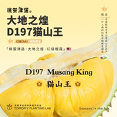 桃萤津选 猫山王D197榴莲 马来空运AA级老树鲜果 限定 彭亨产