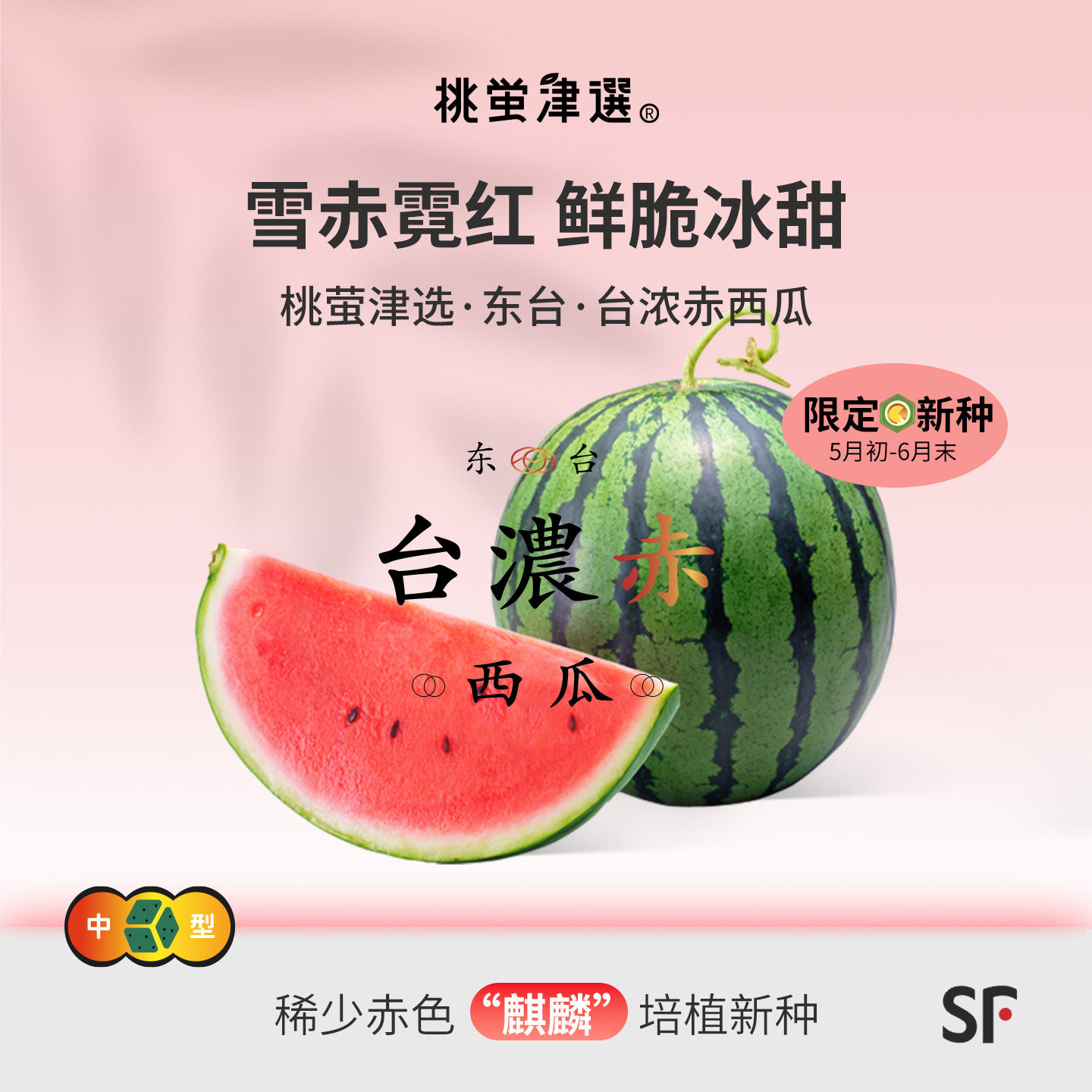 桃萤津选 台浓赤西瓜 单蔓头茬 赤肉“麒麟”新种 东台产 礼盒 SF