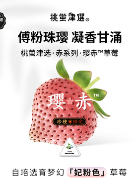 稀！桃萤津选 璎赤™粉草莓 春樱般凝香 日引妃粉色珍种 礼盒 SF