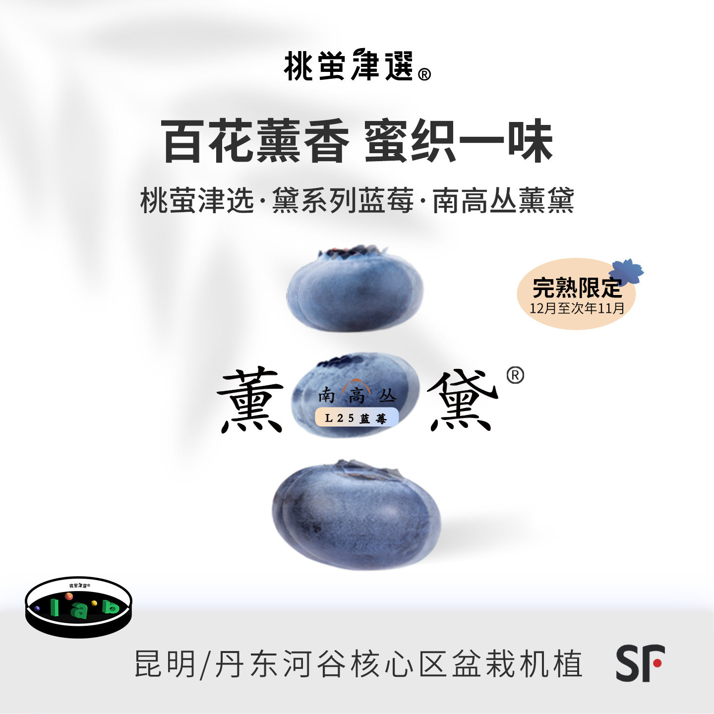 限！桃萤津选 薰黛L25蓝莓 百花馥香型 丹东科技温室产 礼盒装 SF