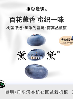 限！桃萤津选 薰黛L25蓝莓 百花馥香型 丹东科技温室产 礼盒装 SF