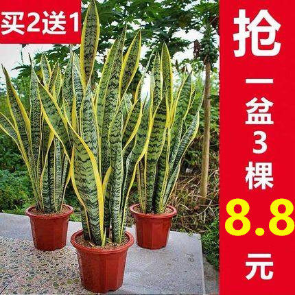 金邊虎皮蘭盆栽花卉多肉植物室內辦公室大型綠植客廳虎尾蘭在類目 鮮花速遞/花卉仿真/綠植園藝, 花卉/綠植盆栽（新）, 綠植中 - 來自Buy2taobao.com提供專業的淘寶代購服務