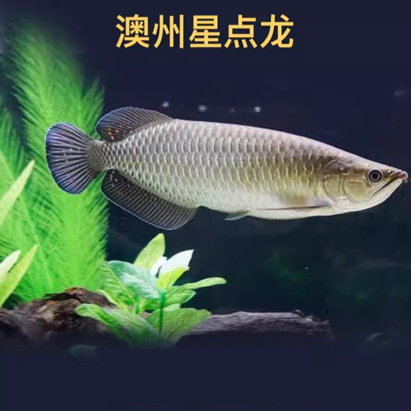 澳洲星点金龙鱼活体金龙红龙新手练手龙鱼大型淡水热带观赏鱼