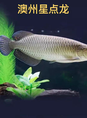 澳洲星点金龙鱼活体金龙红龙新手练手龙鱼大型淡水热带观赏鱼