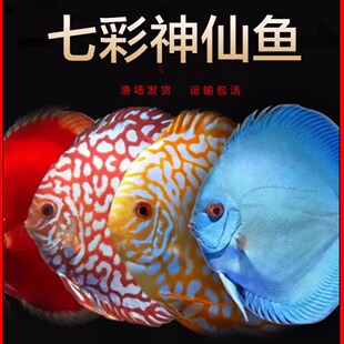 七彩神仙燕鱼合集盖子红鸽子天子蓝老虎狗野彩阿莲卡活体