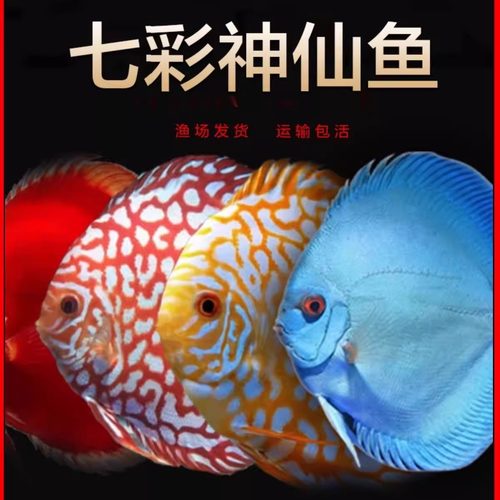 活体七彩神仙公母七彩神仙