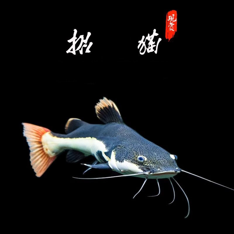 现货招猫鱼苗财活鱼大型底层鱼猛鱼大猫鱼狗仔鲸红尾猫鲶鱼