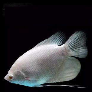 红眼招财鱼战船鱼活鱼古代财神鱼中大型热带淡水观赏鱼鱼梅花