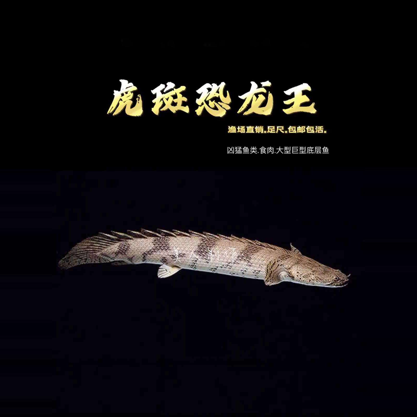 虎斑恐龙王/虎纹恐龙王大型巨型热带观赏鱼底层食肉凶猛化石鱼类