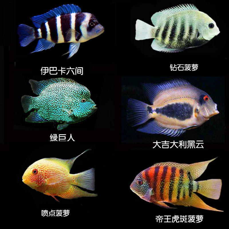 菠萝鱼热带鱼帝王钻石