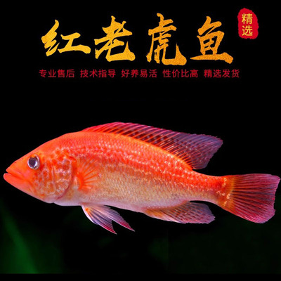 红老虎鱼活体金玉满堂鱼红头金鲷鱼大型凶猛热带淡水观赏鱼