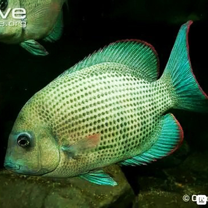 马拉莫宝石鱼 马拉莫 美洲慈鲷鱼