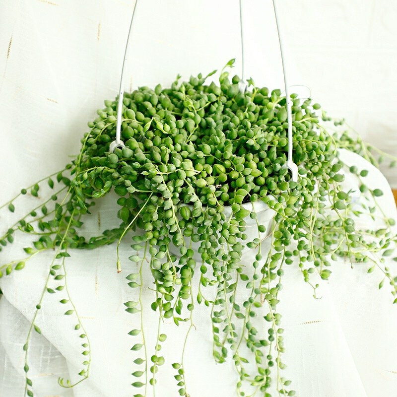多肉植物珍珠吊兰盆栽室内花卉超长佛h珠吊兰情人泪吊兰多肉大盆