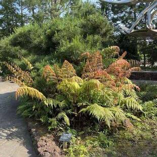 胎生狗脊蕨盆栽耐阴花园植物庭院阳台净化空气蕨类高档绿植花卉