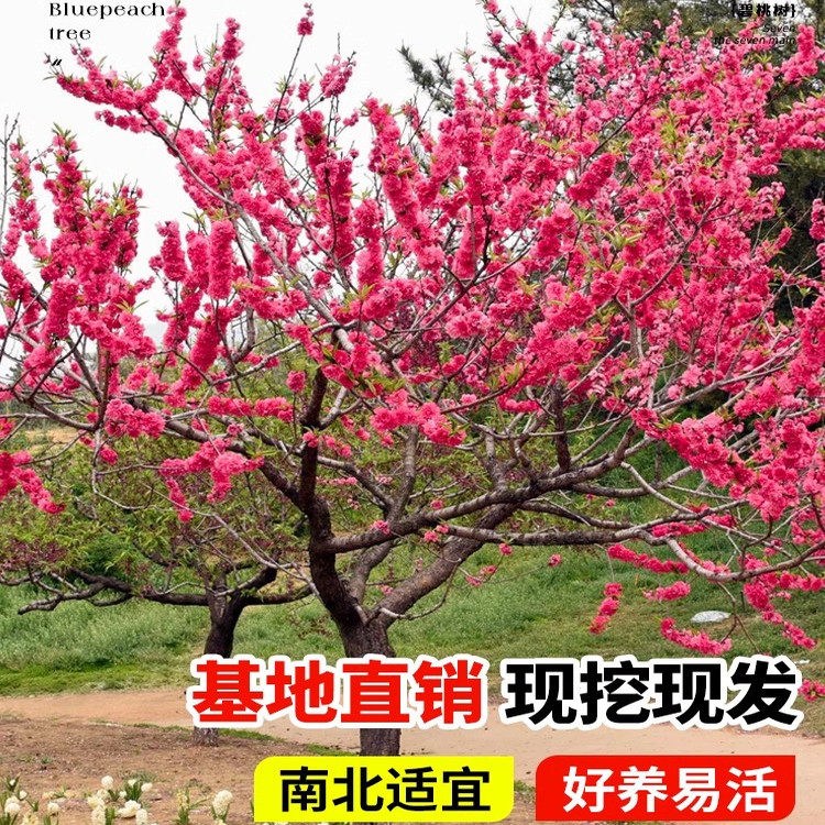 碧桃庭院绿化苗红叶紫碧桃花树苗