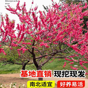 观赏桃花树苗红叶碧桃树苗粉色花卉绿化紫叶碧桃风景树苗庭院苗木