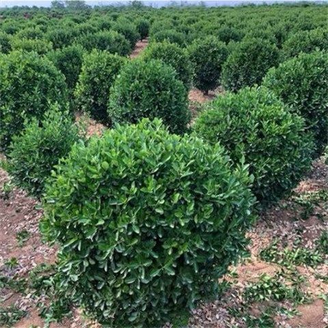 大叶冬青球小叶黄杨球四季常青冬青球型庭院围墙篱笆树绿化苗木球