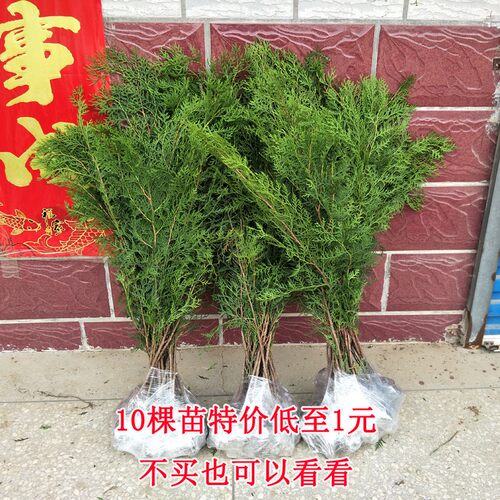 侧柏树苗 扁柏树苗 洒金柏树苗 塔柏 庭院绿化龙柏树苗柏树绿化苗