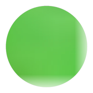 鸡爪槭树苗青枫树苗青枫小苗青枫苗红枫嫁接砧木绿化苗木庭院植物