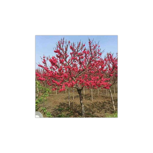 红梅树苗素心腊梅花盆栽盆景腊老桩红梅绿梅美人梅庭院四季开花苗