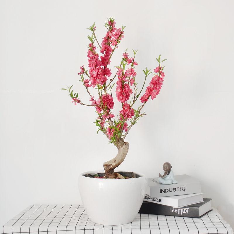 桃花盆栽带花苞老桩苗重瓣寿星桃树盆景室内外庭院观赏树