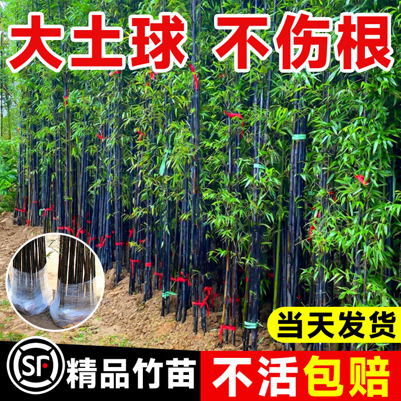 紫竹苗矮化观赏紫竹老根庭院室外耐寒竹子苗盆栽毛竹金镶玉竹绿植