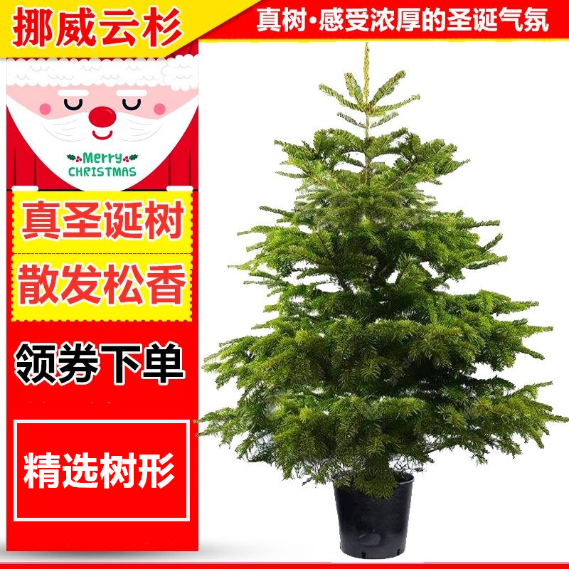 真圣诞树圣诞树真树圣诞节专用挪威云杉活的圣诞树盆栽活树包邮