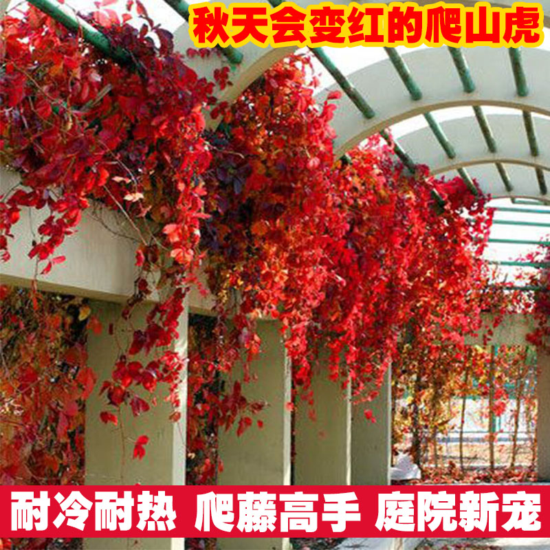 爬山虎苗爬藤植物室内阳台盆栽四季户外攀援花卉红色三叶爬墙虎苗