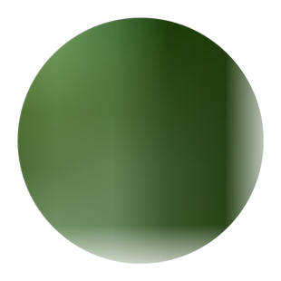 法国冬青苗冬青树北海道黄杨苗日本珊瑚树庭院篱笆墙四季常青树苗