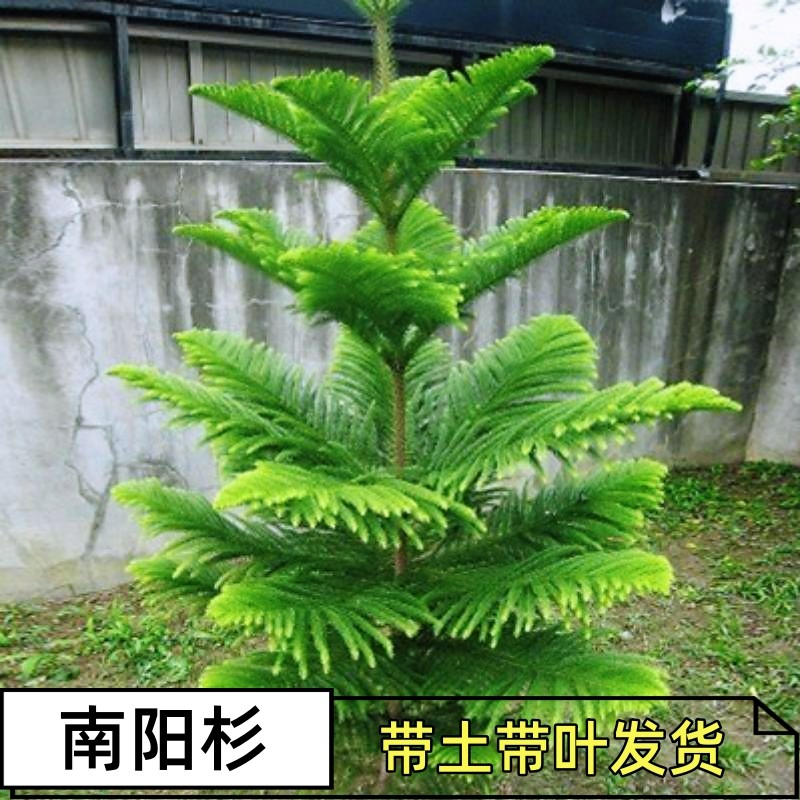 南洋松大小苗南洋杉树苗圣诞树花卉盆景盆栽四季常青吸甲醛防辐射