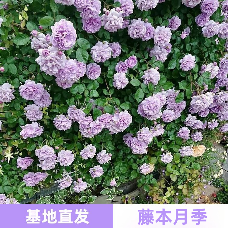 蓝色阴雨藤本月季花苗多季开花适合阳台栅栏庭院爬藤植物花卉盆栽