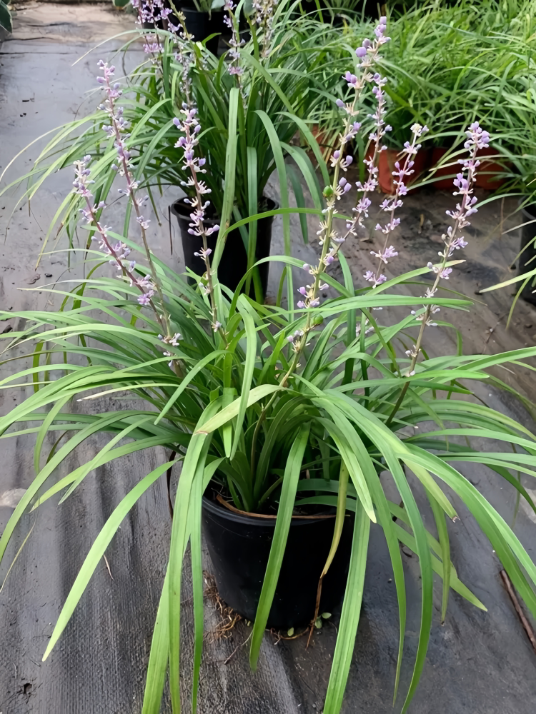 兰花三七金边麦冬矮麦冬草玉龙草长麦冬草庭院植物耐寒兰花三七苗
