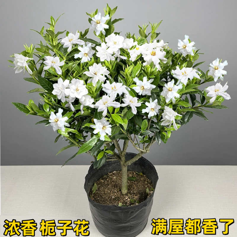 独杆栀子花盆栽树苗小叶栀子花盆景阳台庭院四季开花浓香花卉植物