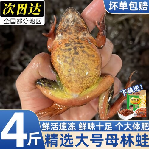 长白山林蛙母冰鲜速冻顺丰包邮
