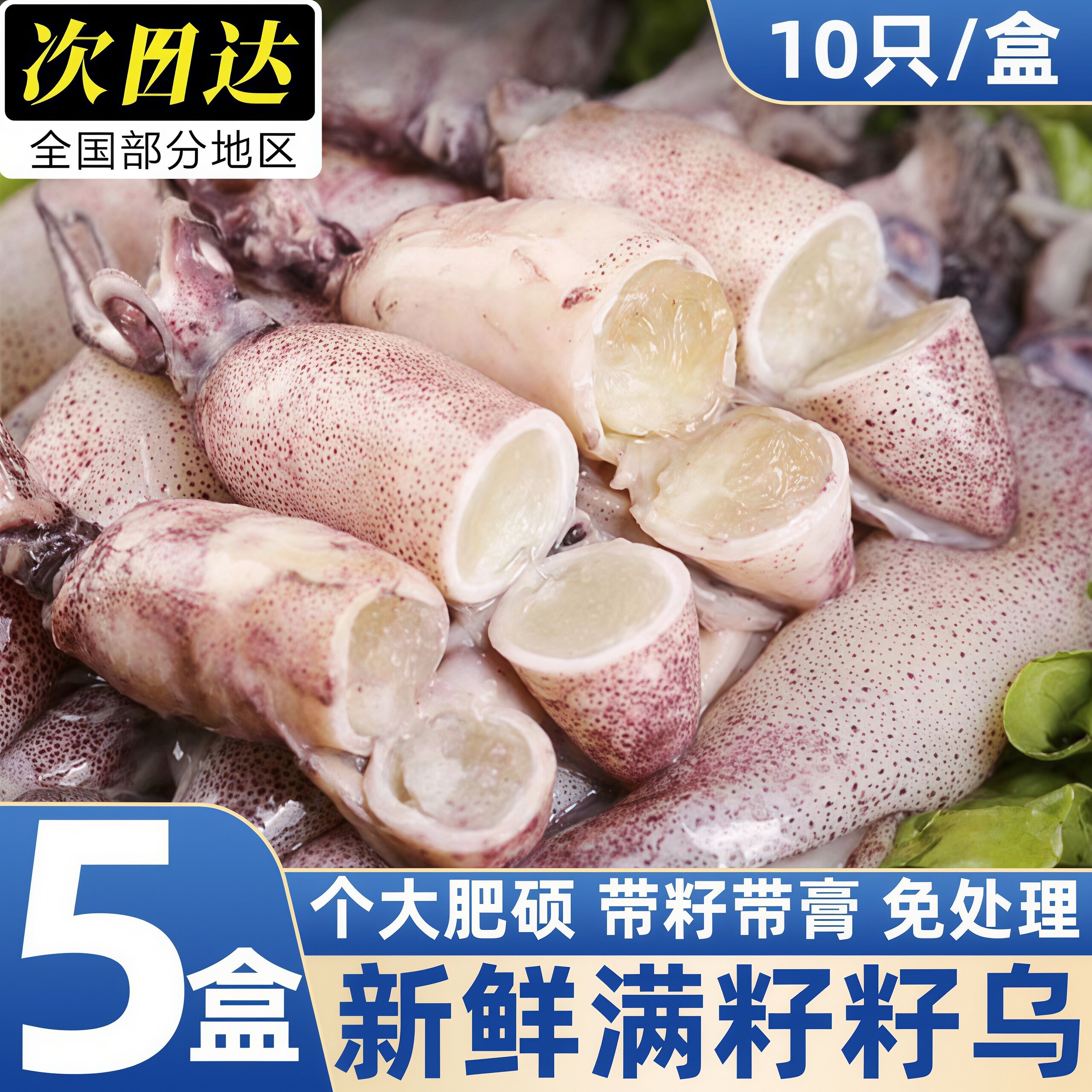 新鲜满籽海兔鱿鱼笔管鱼