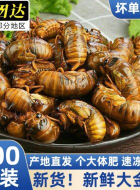 知了猴金蝉鲜活速冻商用