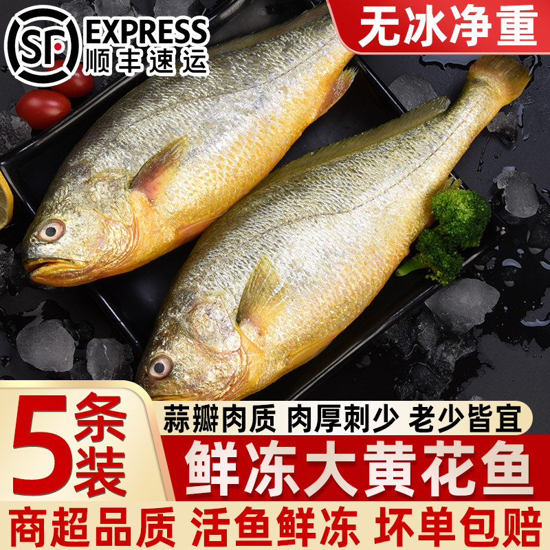 新鲜无冰特大黄鱼整箱