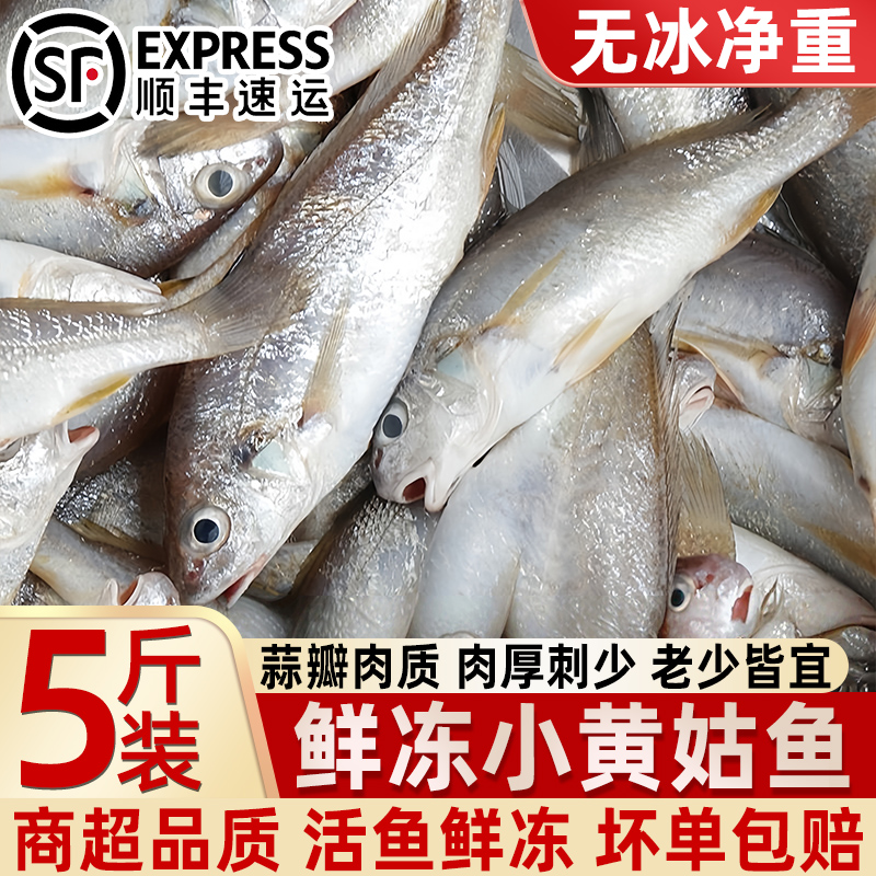 鲜冻黄姑鱼新鲜速冻海鱼