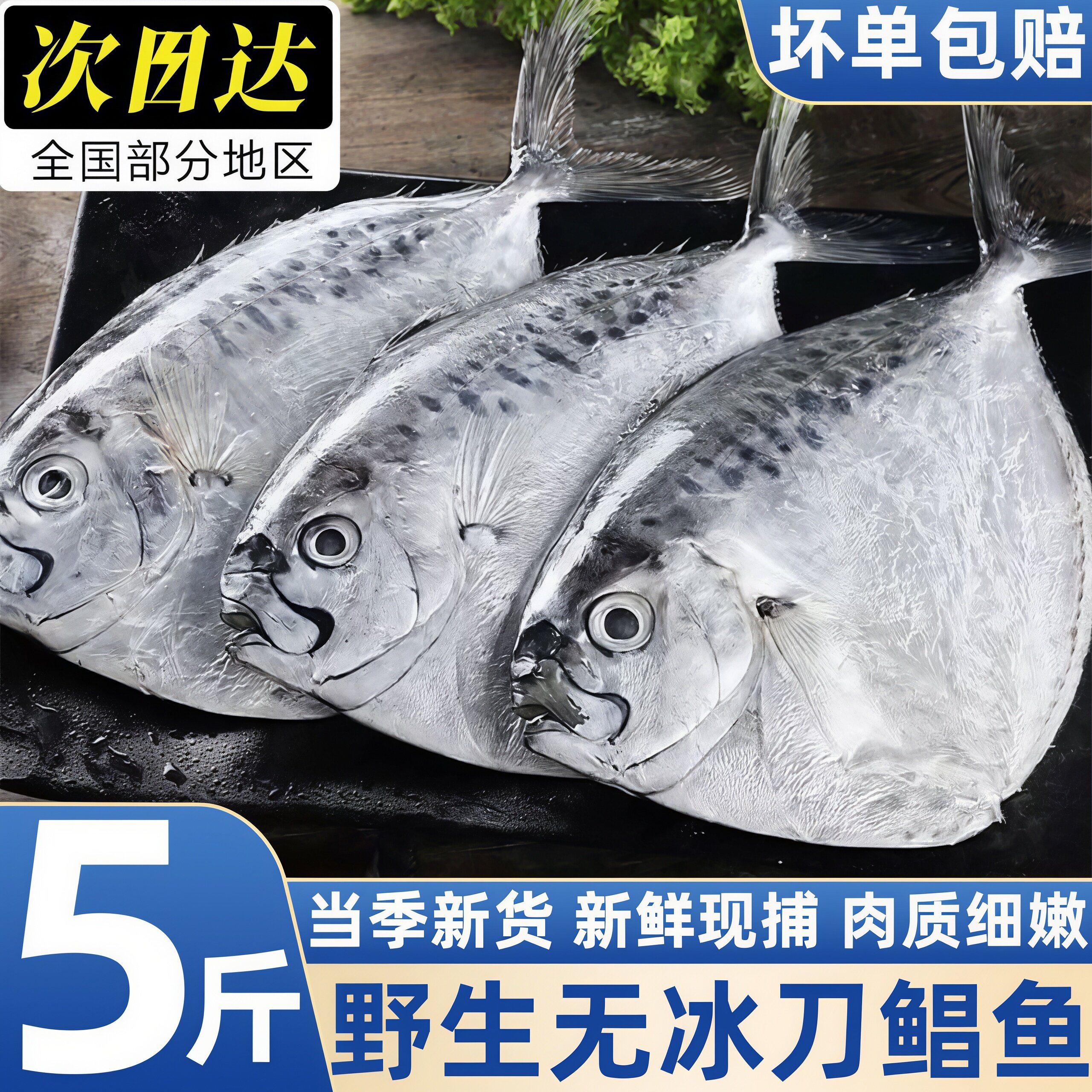 野生海捕刀鲳鱼冷冻顺丰批发
