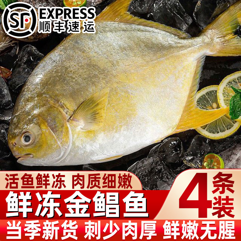 深海金鲳鱼新鲜冷冻金鲳鱼野生海捕大号鲳鱼速冻活鱼鲜冻商用批发
