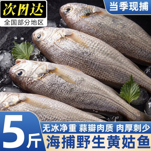 印度小黄姑鱼新鲜冷冻批发