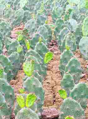 黄大剌仙人掌盆栽砧木嫁接外敷食用可美容植物发货包邮