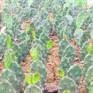 黄大剌仙人掌盆栽砧木嫁接外敷食用可美容植物发货包邮